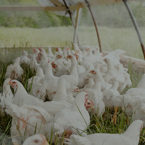 Solución de alimentación animal
    